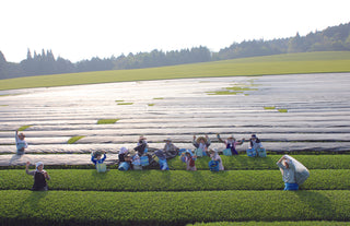 Which is Better - Organic or Conventional (non-organic) Matcha Tea?